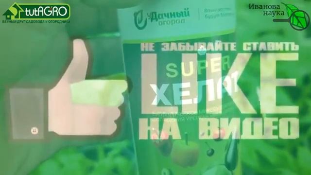 Рассада перца, томата, огурца прёт, но желтеет пора ей помочь. Чем подкормить рассаду для силы.