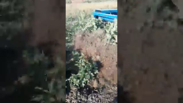 Ровада.Пробна викопка саджанців Ровади