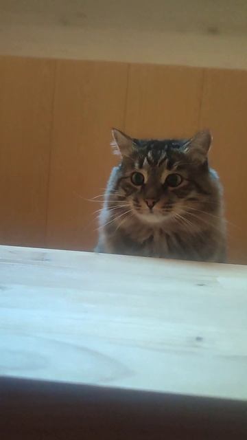 А это наш котик) поставишь ему лайк? #смешные животные#котики#коты#игры с животными#