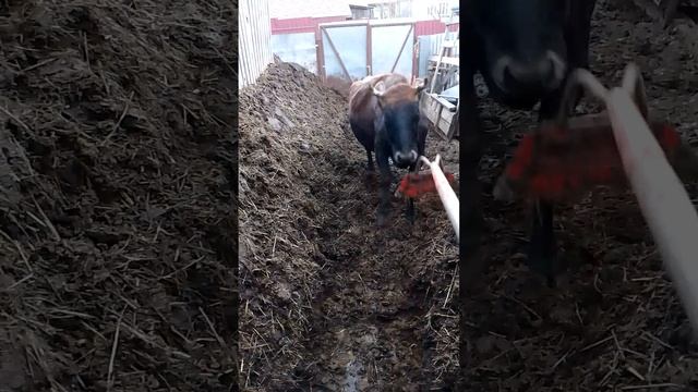 Гиперактивная корова 🐮!