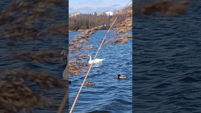 Весенний день на озере.