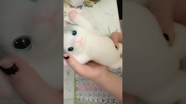 Таба котик