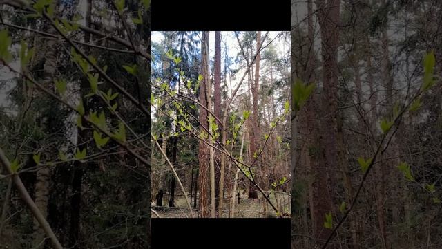 Апрельский день в лесу/Априлски ден в гората/April day in the forest  30.04.2022 #лесопарк #слайдшо
