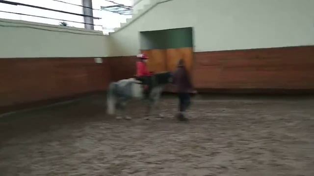 Рысь строевая