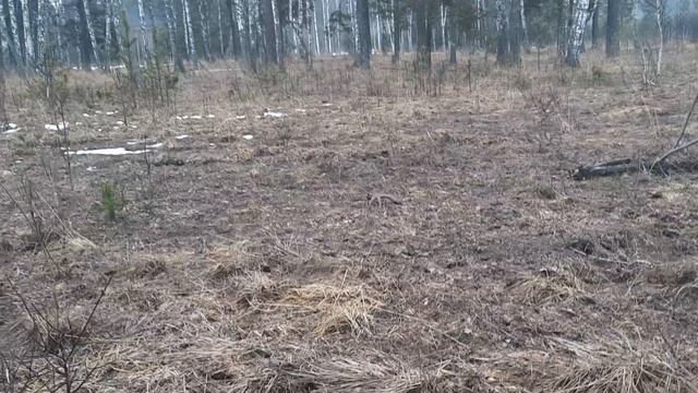 поиск рогов лося апрель 2025
