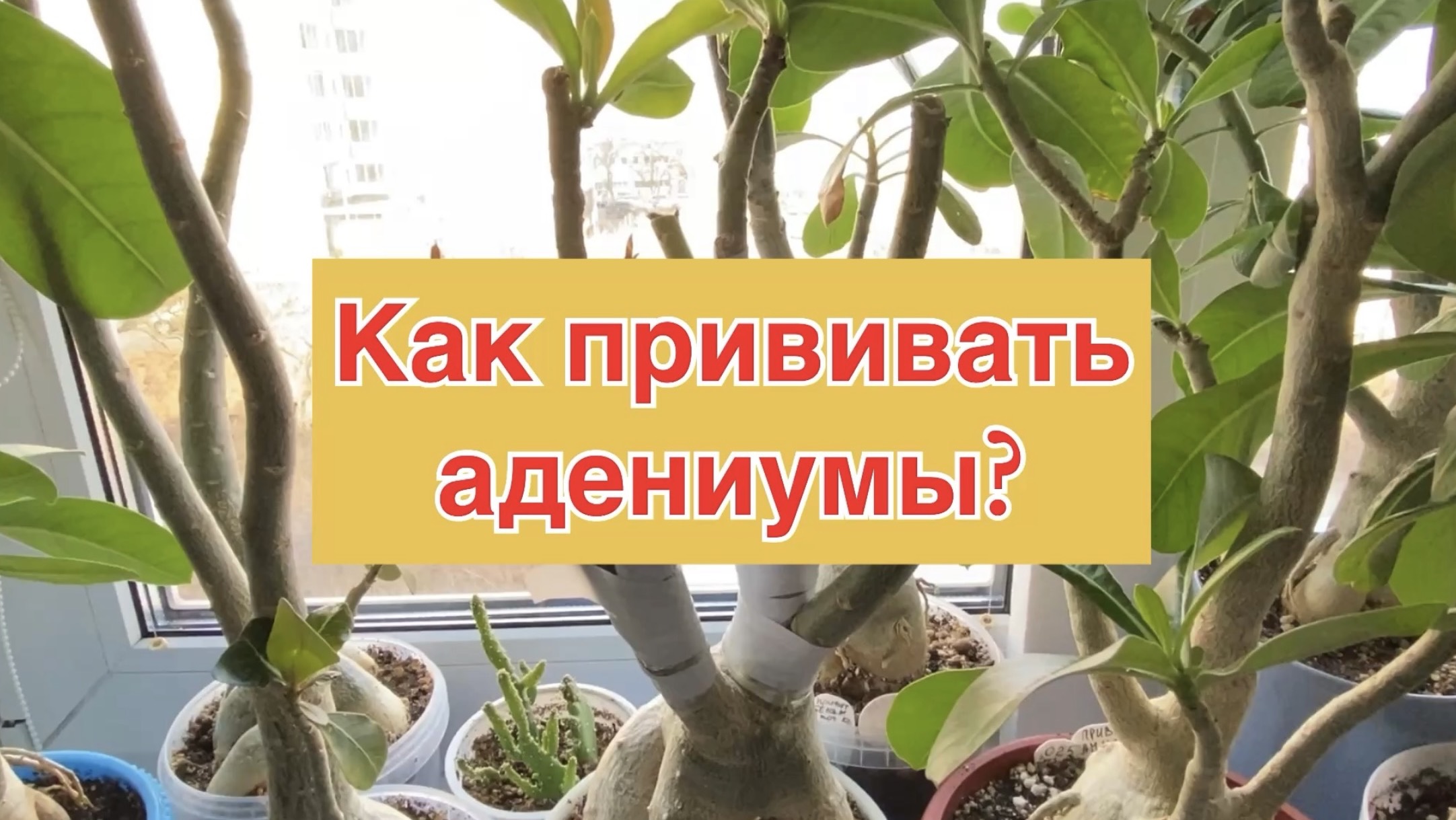 Для чего нужны прививки адениумам. Как их делать. Тонкости и нюансы. 09 апреля 2025 г.