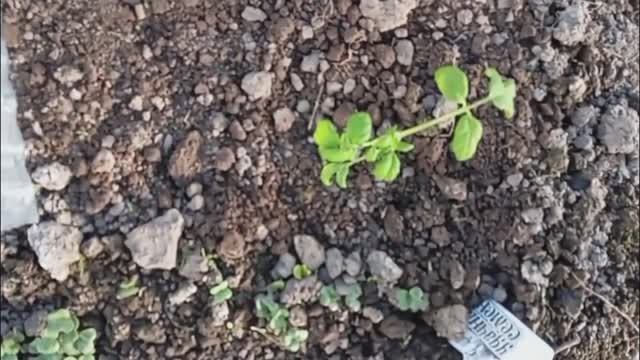 3.04.25 г. Эксперимент. Посмотрим 😉 непрошеные гости