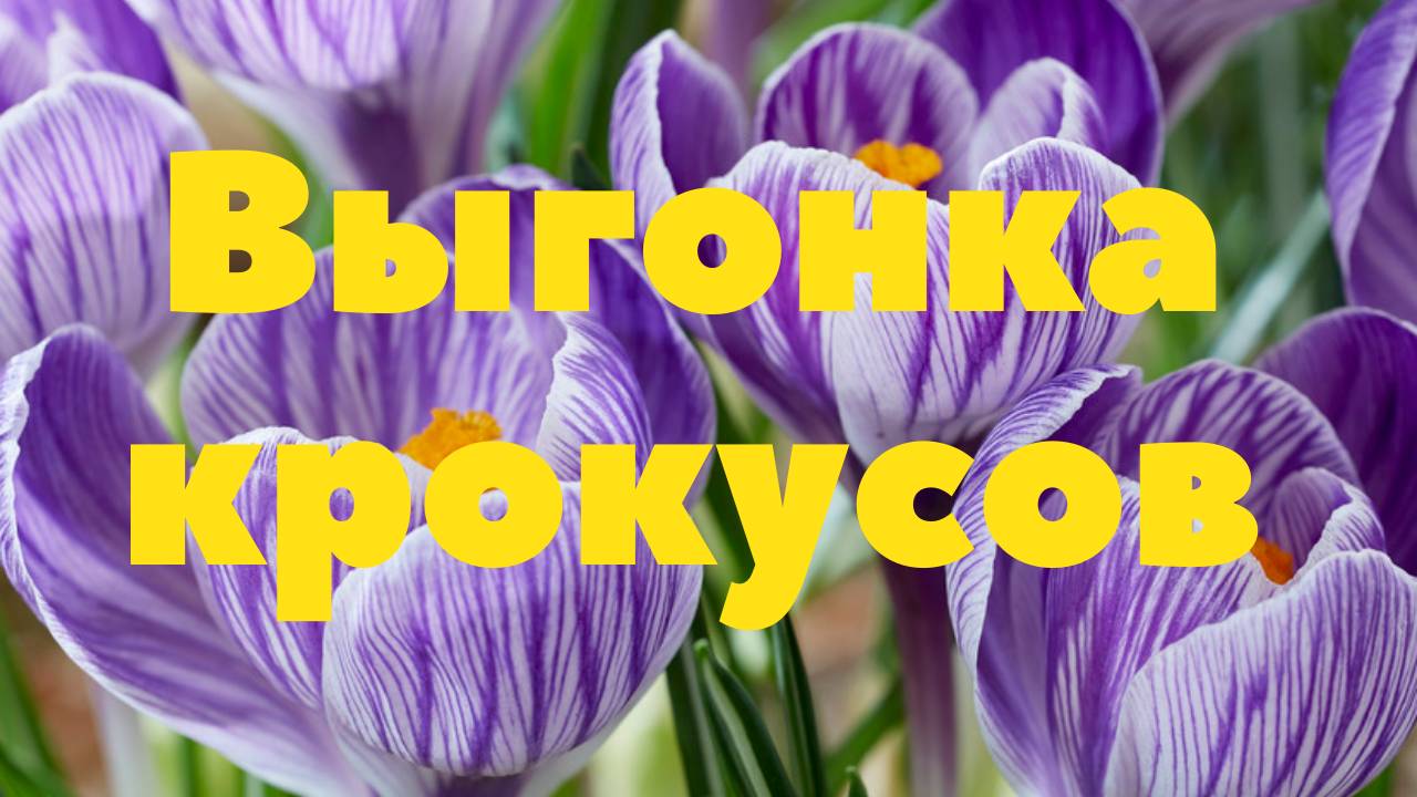 Крокусы. Выгонка.