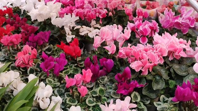 О4. 04.25.ПЛАНЕТА ЛЕТА🌺