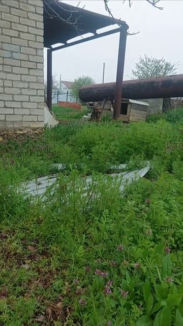 Вера, собачка с травмой, устанавливаю контакт