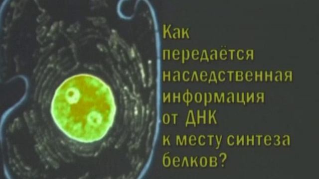 Биосинтез Белка