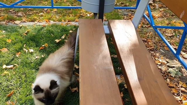 Кошка Моника| Лежу на скамейке и смотрю на птичек 🐦| Невская Маскарадная| Monica Cat