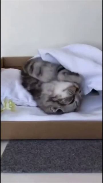 Смешные коты #48-8