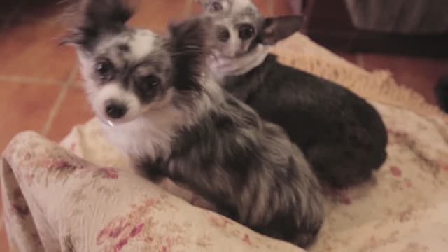 Экскурсия по новой квартире: как собаки обживают наш дом 🏠🐕