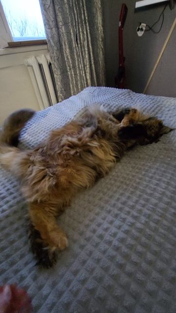 БЕЗ КОТА И ЖИЗНЬ НЕ ТА)))