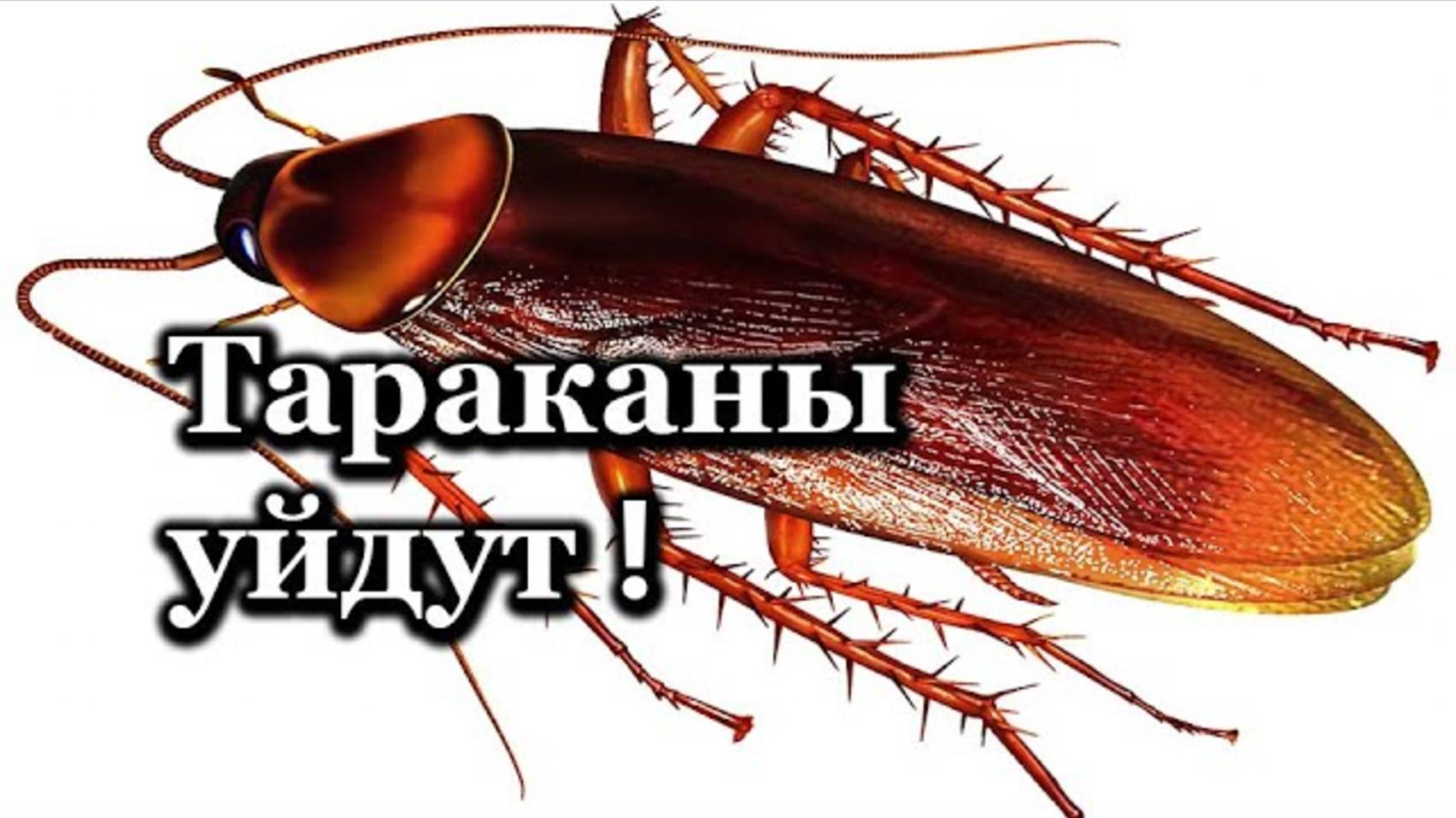 ЛУЧШЕЕ СРЕДСТВО ОТ ТАРАКАНОВ. КАК Я ВЫВЕЛ ТАРАКАНОВ? ИЗБАВИТЬСЯ ОТ ТАРАКАНОВ.