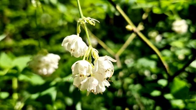 Staphýlea pinnáta 🌼 Клокичка периста