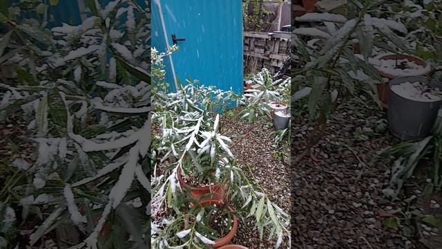 Апрель,на Кубани снег