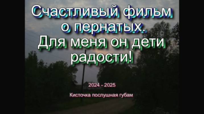 Счастливый фильм о пернатых. Для меня он дети радости!  2025
