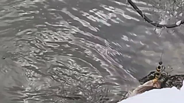 1000027727.mp4