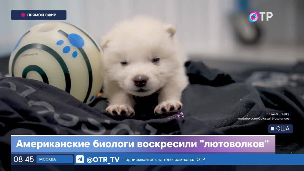 Американские биологи воскресили «лютоволков»