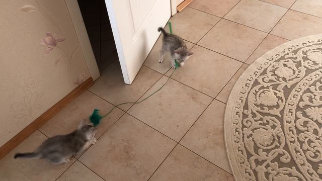 Котята кошки Кайли играют на весеннем солнышке.