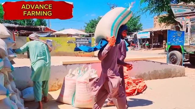 wheat price in pakistan today/today wheat price/galla mandi rate today 2024