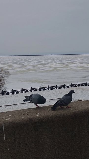 Любовь и голуби. Архангельск.