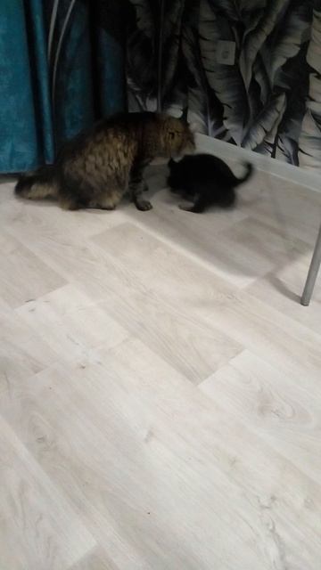 Альфа играет с Тимкой
