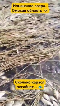 Очень много рыбы