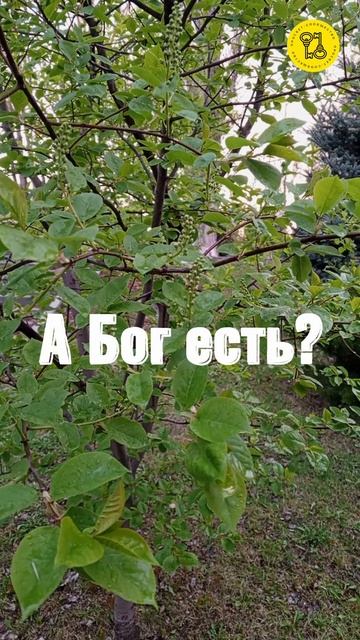 А Бог есть?