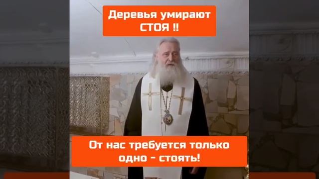 Деревья умирают стоя! Прислали по Ватсап, делюсь 🙏❤