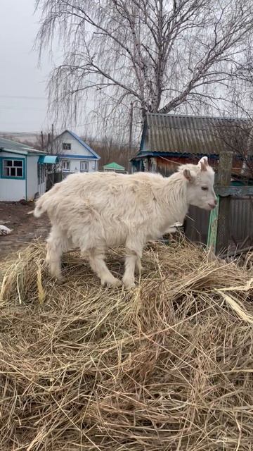 Козел на сене