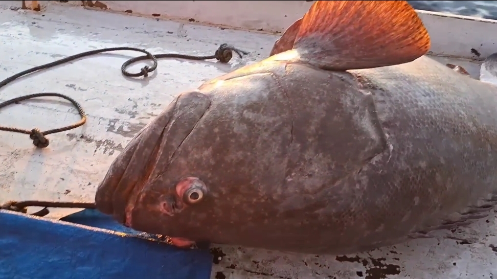 Потрясающие 200 кг! Вот это рыба 🐠🐋🐟
