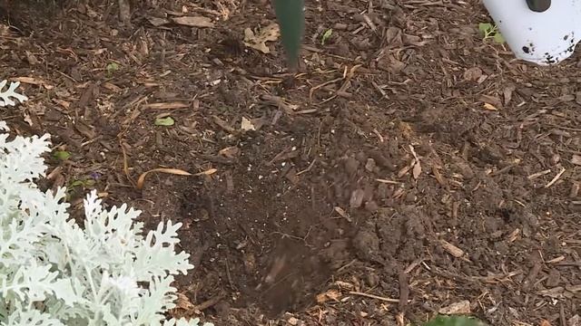 Planting Tropical Hibiscus and Begonias – Family Plot