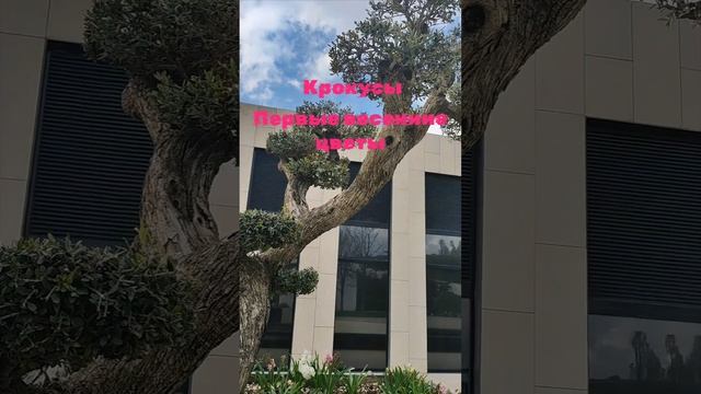 Первые цветы  гиацинты и необычные деревья украшают парк.