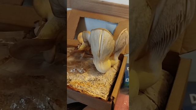 💥Вешенки созрели ❗ Собираем урожай💥 #shorts #short #funny #nature #грибы #вешенки #грибыдома