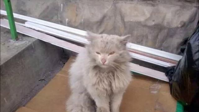 Бездомные кошки. Муз.САНСа  - сл.  Н. Бурдакова. 09.07.2018