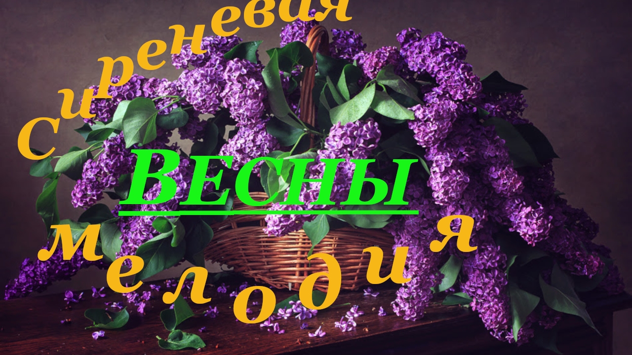 Сиреневая мелодия весны. Пора сирени #деньСирени