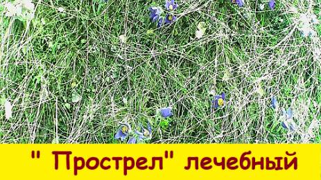 Прострел  лечебный