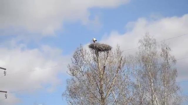 Аисты .Беково