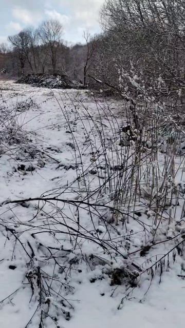 пчелы