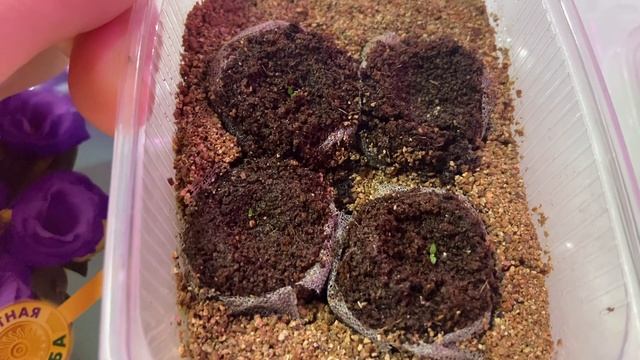 Сеянцы эустомы.