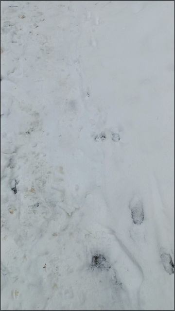 новый житель