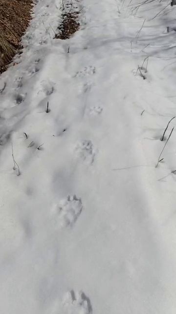 Следы росомахи на 5й стройке.Дача.Камчатка.Животные