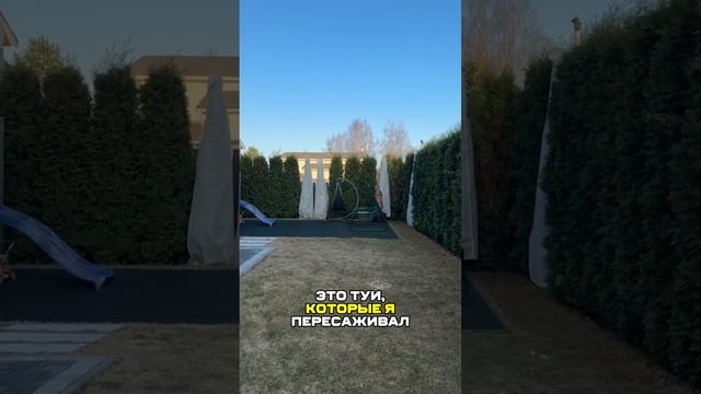 Как быстро растут туи. Часть 2

Сорт туй: колумна и смарагд 
Регион: Санкт-Петербург