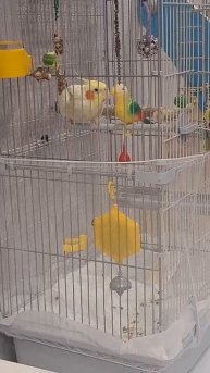 Разговор двух попугаев))) #попугай #корелла #birds #parrot #corella #cockatiel