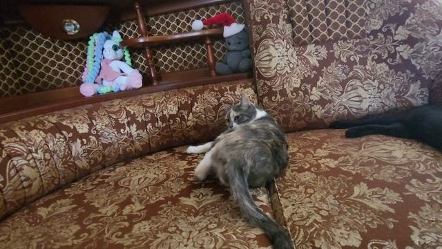 Противоречивая Муся. The Contradictory Musya