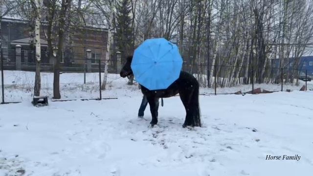 Обучение лошади.Онлайн ученики Horse Familу