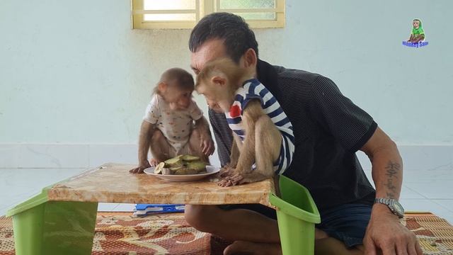 eggplant recipe without oil , baby monkey cute favorite